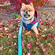 Hope is registered to the contest to win money with this photo: animal, autumn_leaves, bush, canine, cute, denim_jacket, dog, fall, grass, leaf_litter, leash, nature, outdoor, park, pet, pomeranian, portrait, red_leaves, seasonal, small_dog