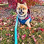 animal, autumn_leaves, bush, canine, cute, denim_jacket, dog, fall, grass, leaf_litter, leash, nature, outdoor, park, pet, pomeranian, portrait, red_leaves, seasonal, small_dog