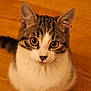 Sonique participe au concours pour gagner de l'argent avec cette photo : cat, kitten, tabby, white_chest, wide_eyes, curious, fur, tail, wooden_floor, pet, animal, indoor, close_up, cute, young, whiskers, ears, portrait, domestic_cat, feline