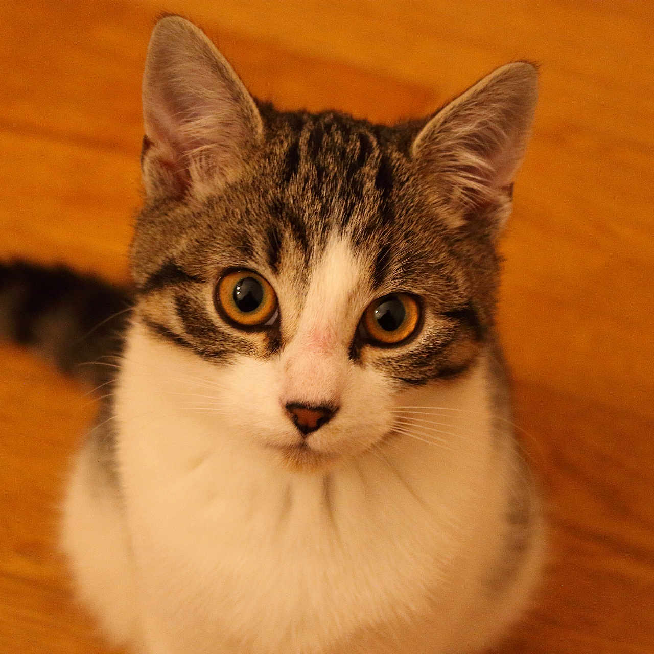 Sonique participe au concours pour gagner de l'argent avec cette photo : animal, cat, close_up, curious, cute, domestic_cat, ears, feline, fur, indoor, kitten, pet, portrait, tabby, tail, whiskers, white_chest, wide_eyes, wooden_floor, young