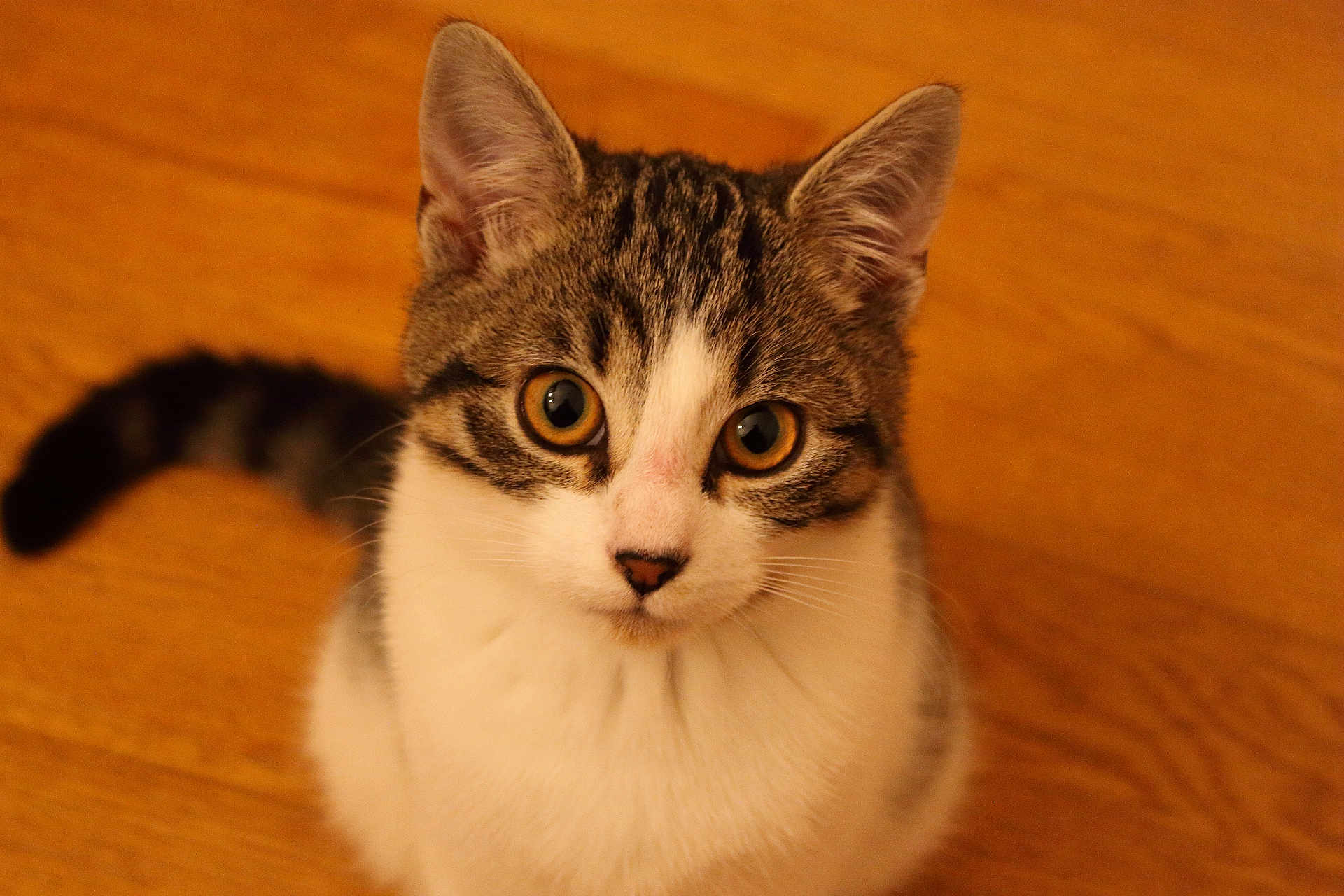 Sonique participe au concours pour gagner de l'argent avec cette photo : cat, kitten, tabby, white_chest, wide_eyes, curious, fur, tail, wooden_floor, pet, animal, indoor, close_up, cute, young, whiskers, ears, portrait, domestic_cat, feline