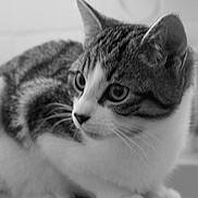 Sonique a rejoint le concours — aidez-le/la à gagner de superbes lots ! cat, animal, pet, close_up, black_and_white, feline, whiskers, ears, eyes, fur, indoor, sink, curious, portrait, mammal, young_cat, domestic_cat, looking_away, soft_focus, side_view