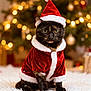 cat, tortoiseshell_cat, christmas, holiday, santa_hat, santa_suit, festive, red_clothing, white_fur_trim, fluffy_surface, indoor, decorations, bokeh_lights, pet, animal, cute, seasonal, winter, celebration, cozy