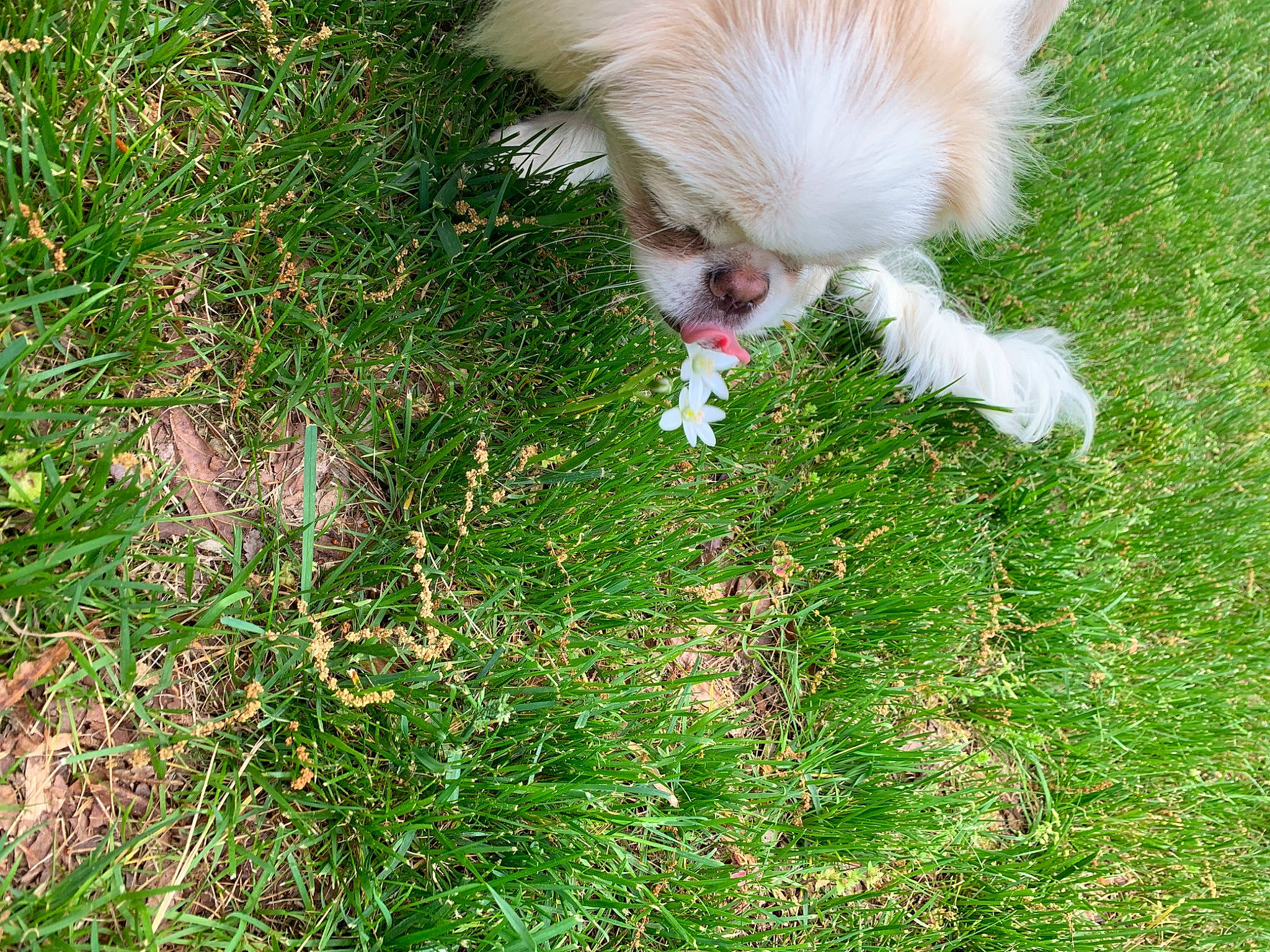 Loki joined the competition — help win amazing prizes! canidae, carnivore, chinese_imperial_dog, companion_dog, dog, dog_breed, fawn, grass, japanese_chin, plant, pomeranian, puppy, sporting_group