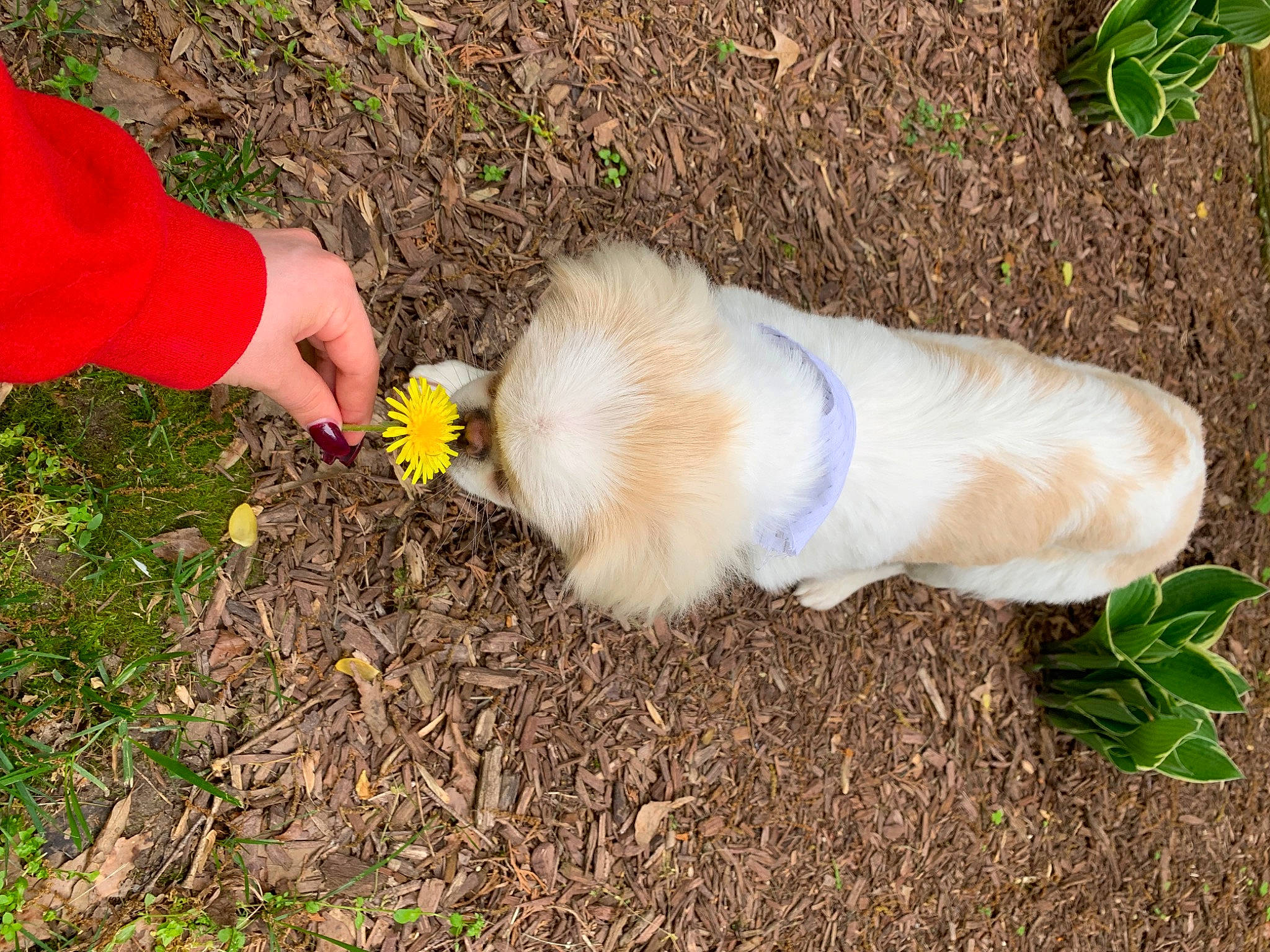 Loki joined the competition — help win amazing prizes! canidae, carnivore, companion_dog, dog, dog_breed, puppy, sporting_group