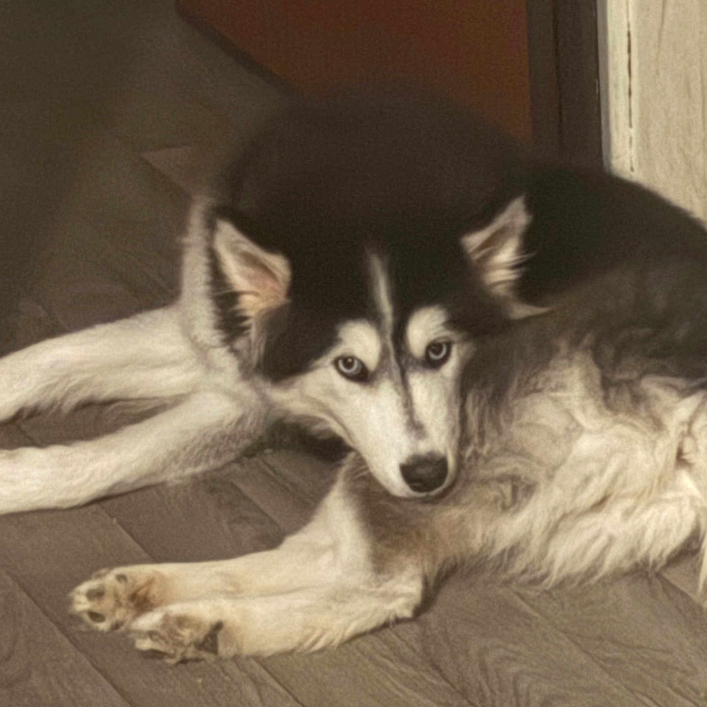 Bonnie participe au concours pour gagner de l'argent avec cette photo : animal, canine, dog, eskimodog, hound, husky, pet, puppy, whitedog, wood