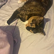 Daisy joined the competition — help win amazing prizes! animal, bed, blanket, calico, cat, companion, cozy, curious, cute, domestic_animal, feline, fur, indoor, laying_down, pet, relaxed, resting, sleepy, soft_lighting, whiskers