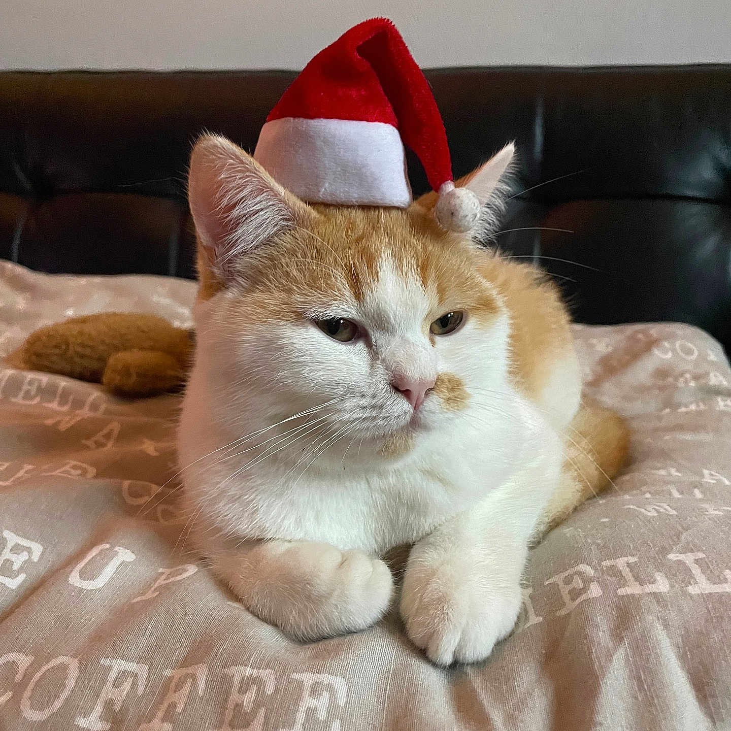 George participe au concours pour gagner de l'argent avec cette photo : abyssinian, animal, blanket, cap, cat, clothing, couch, cushion, face, furniture, hat, head, homedecor, indoors, kitten, manx, person, pet, photography, portrait