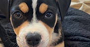 Bambou participe au concours pour gagner de l'argent avec cette photo : puppy, dog, tricolor, black_and_tan, white_markings, portrait, close_up, indoors, bed, blanket, pillow, bedding, lying_down, front_view, brown_eyes, black_nose, floppy_ears, cute, pet, home