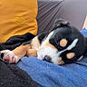 Bambou a rejoint le concours — aidez-le/la à gagner de superbes lots ! puppy, dog, sleeping, tri_color, black, white, brown, paw, pink_nose, blanket, couch, cushion, indoors, cozy, relaxed, resting, close_up, pet, portrait, adorable