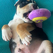 Bambou a rejoint le concours — aidez-le/la à gagner de superbes lots ! puppy, dog, pet, animal, belly_up, lying_down, plush_toy, chewing, playful, cute, black_white_brown, paws, open_mouth, whiskers, floppy_ears, fur, indoor, turquoise_background, portrait, close_up