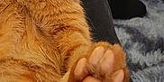 Scooter joined the competition — help win amazing prizes! animal, carpet, cat, close_up, cozy, cute, domestic_cat, feline, fur, furniture, indoor, mammal, orange_tabby, paw, pet, relaxing, resting, soft, whiskers, yellow_eyes