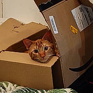 Scooter is registered to the contest to win money with this photo: animal, blanket, brown, cardboard_box, cat, cozy, curious, cute, face, feline, green_pattern, household, indoor, orange_tabby, peeking, pet, playful, resting, torn_box, wide_eyes