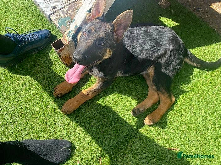 Ziva is registered to the contest to win money with this photo: australian_cattle_dog, canidae, carnivore, companion_dog, dog, dog_breed, foot, fur, grass, green, guard_dog, lawn, outdoor_shoe, sandal, snout, sporting_group, tail, working_animal, working_dog