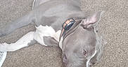 Ghost joined the competition — help win amazing prizes! animal, canine, carpet, collar, dog, domestic_animal, ears, floor, gray_dog, home, indoor, leash, lying_down, pet, relaxed, resting, snout, tail, white_markings, wood_floor