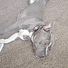 dog, carpet, floor, indoor, pet, gray_dog, white_markings, collar, relaxed, lying_down, canine, domestic_animal, wood_floor, home, animal, ears, snout, tail, leash, resting