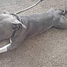 Ghost is registered to the contest to win money with this photo: animal, canine, carpet, companion, dog, domestic_animal, ears, four_legs, fur, gray_dog, indoor, lying_down, pet, quiet, relaxed, resting, rope_toy, snout, tail, white_paws