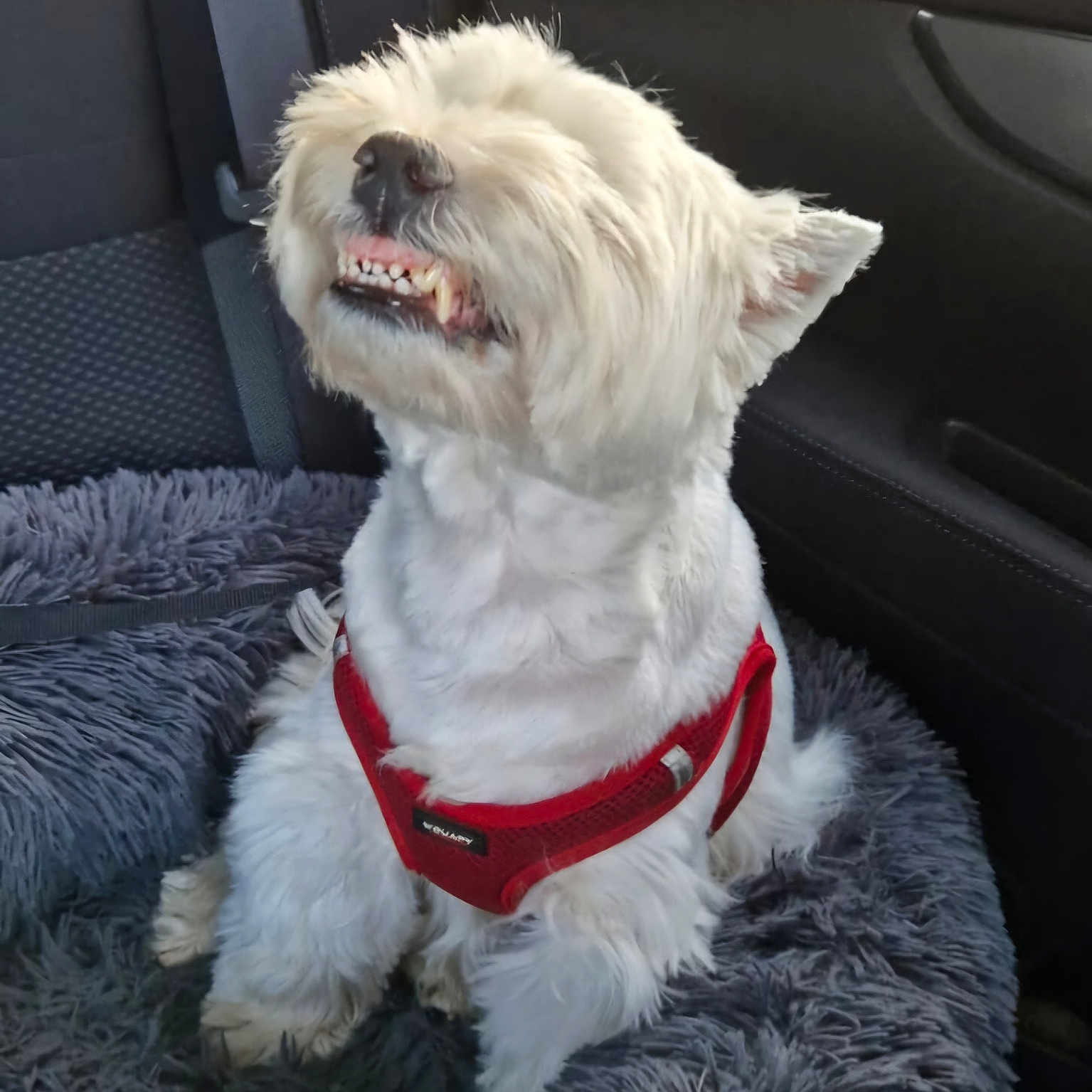 Nikita participe au concours pour gagner de l'argent avec cette photo : accessories, animal, ball, belt, canine, cushion, dog, dogbed, eskimodog, football, homedecor, leash, pet, poodle, puppy, soccer, soccerball, sport, terrier, whitedog