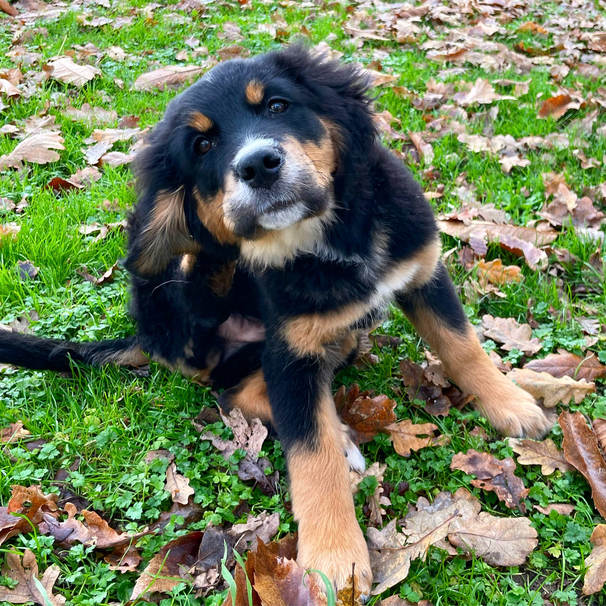 Romy a rejoint le concours — aidez-le/la à gagner de superbes lots ! bernese_mountain_dog, canidae, carnivore, companion_dog, dog, dog_breed, fur, grass, groundcover, plant, snout, sporting_group, terrestrial_animal, working_animal, working_dog