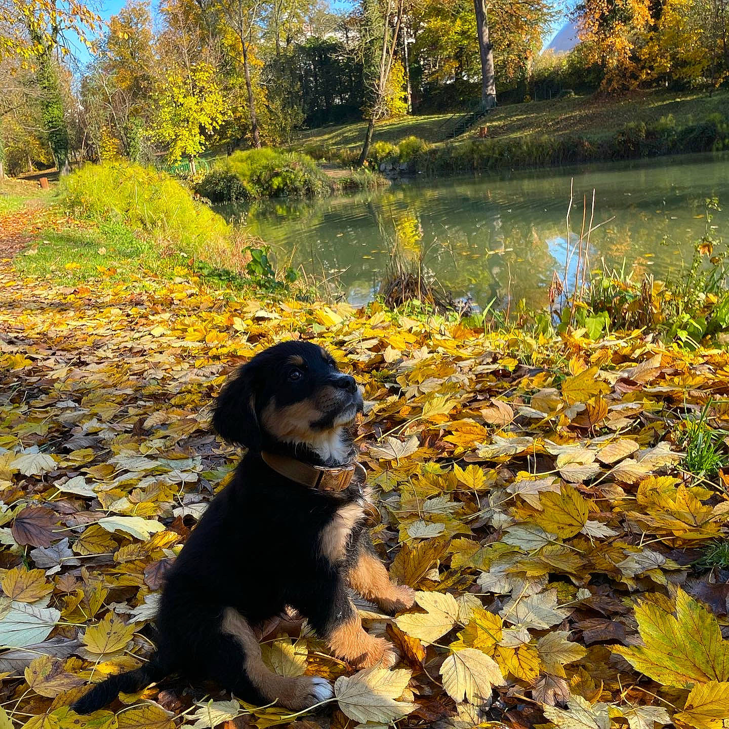 Romy participe au concours pour gagner de l'argent avec cette photo : botany, carnivore, companion_dog, deciduous, dog, dog_breed, fawn, grass, lake, landscape, leaf, light, natural_landscape, people_in_nature, plant, sunlight, tree, water, watercourse, yellow
