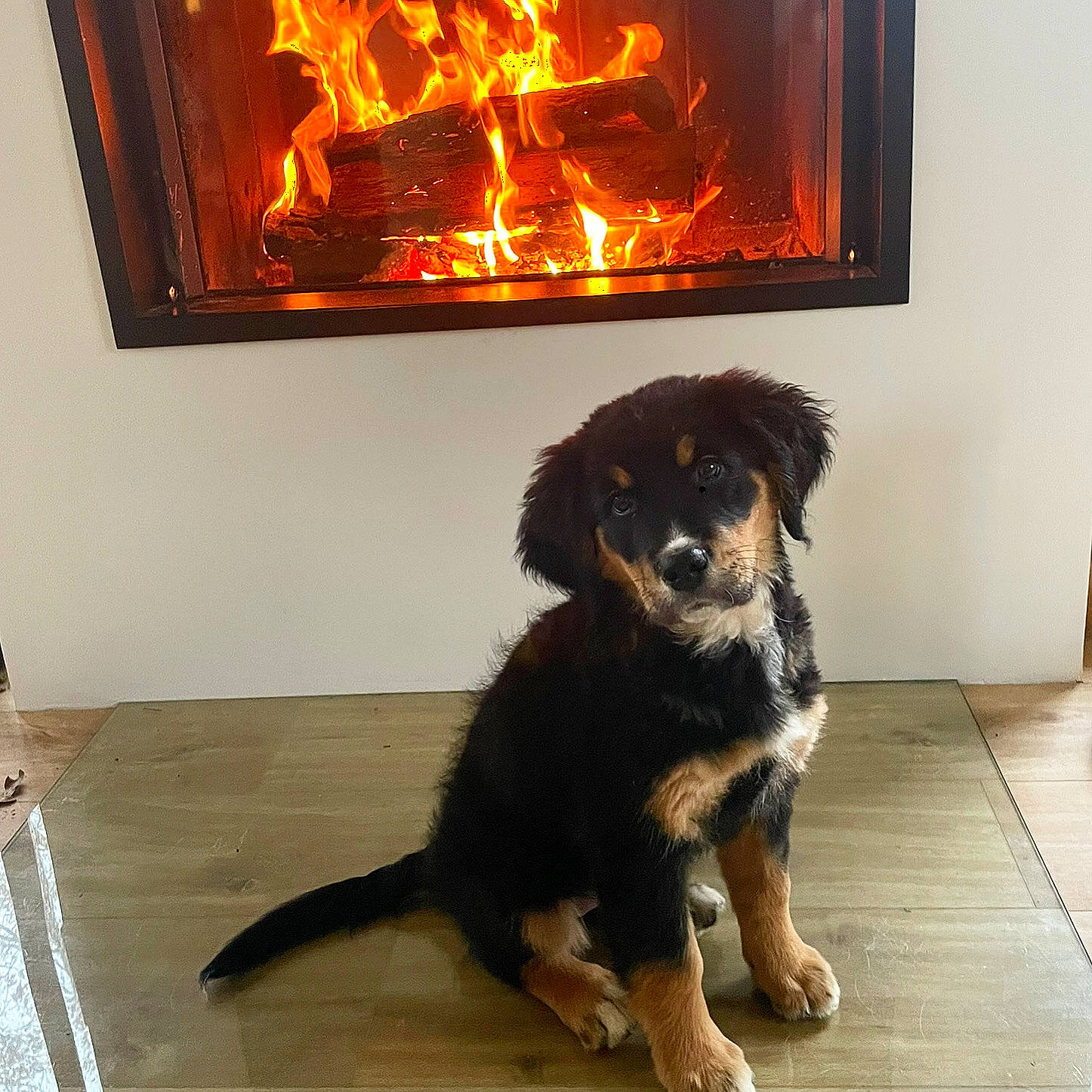 Romy participe au concours pour gagner de l'argent avec cette photo : ball, carnivore, companion_dog, dog, dog_breed, fire, fire_screen, fireplace, flooring, fur, gas, hardwood, hearth, heat, masonry_oven, paw, picture_frame, wood, wood_burning_stove, working_animal