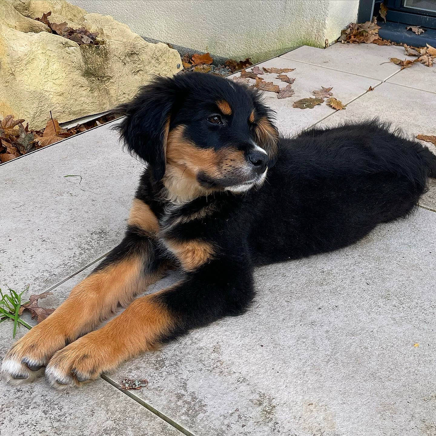 Romy participe au concours pour gagner de l'argent avec cette photo : canidae, carnivore, companion_dog, dog, dog_breed, fur, paw, snout, sporting_group, tail, working_animal, working_dog