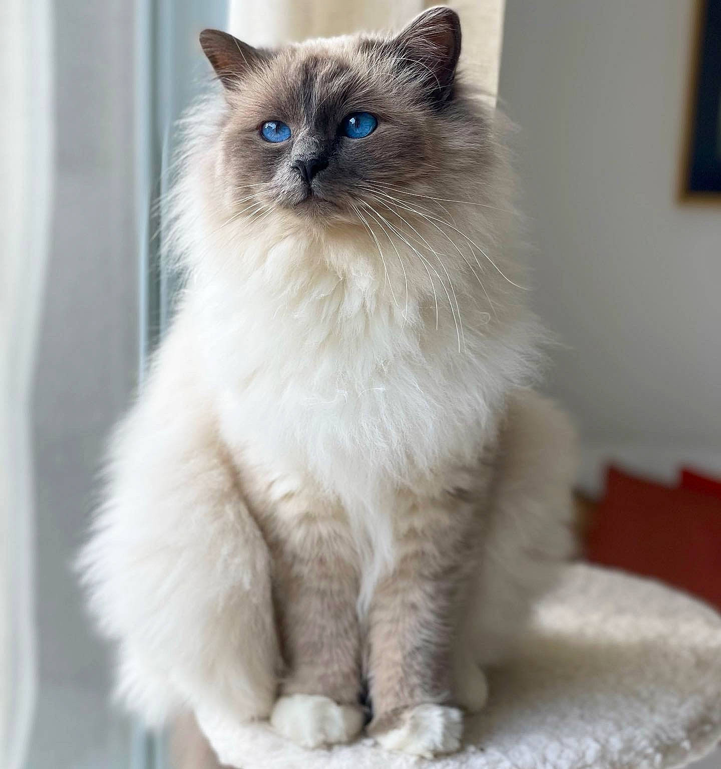 Spiky a rejoint le concours — aidez-le/la à gagner de superbes lots ! balinese, birman, carnivore, cat, electric_blue, fawn, felidae, flooring, fur, picture_frame, ragdoll, siamese, small_to_medium_sized_cats, snout, tail, terrestrial_animal, thai, whiskers