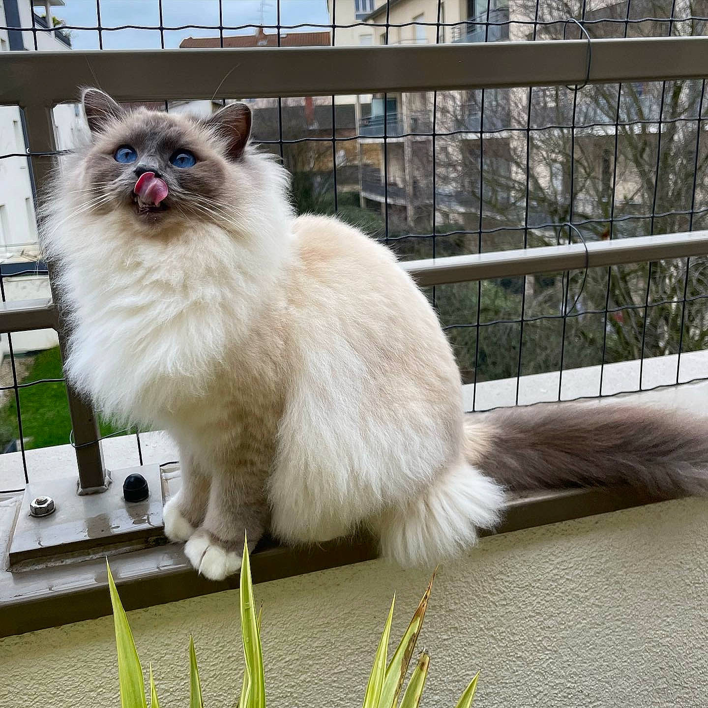 Spiky a rejoint le concours — aidez-le/la à gagner de superbes lots ! balinese, birman, british_longhair, carnivore, cat, fawn, felidae, fence, fur, grass, plant, ragdoll, sky, small_to_medium_sized_cats, snout, tail, terrestrial_animal, whiskers