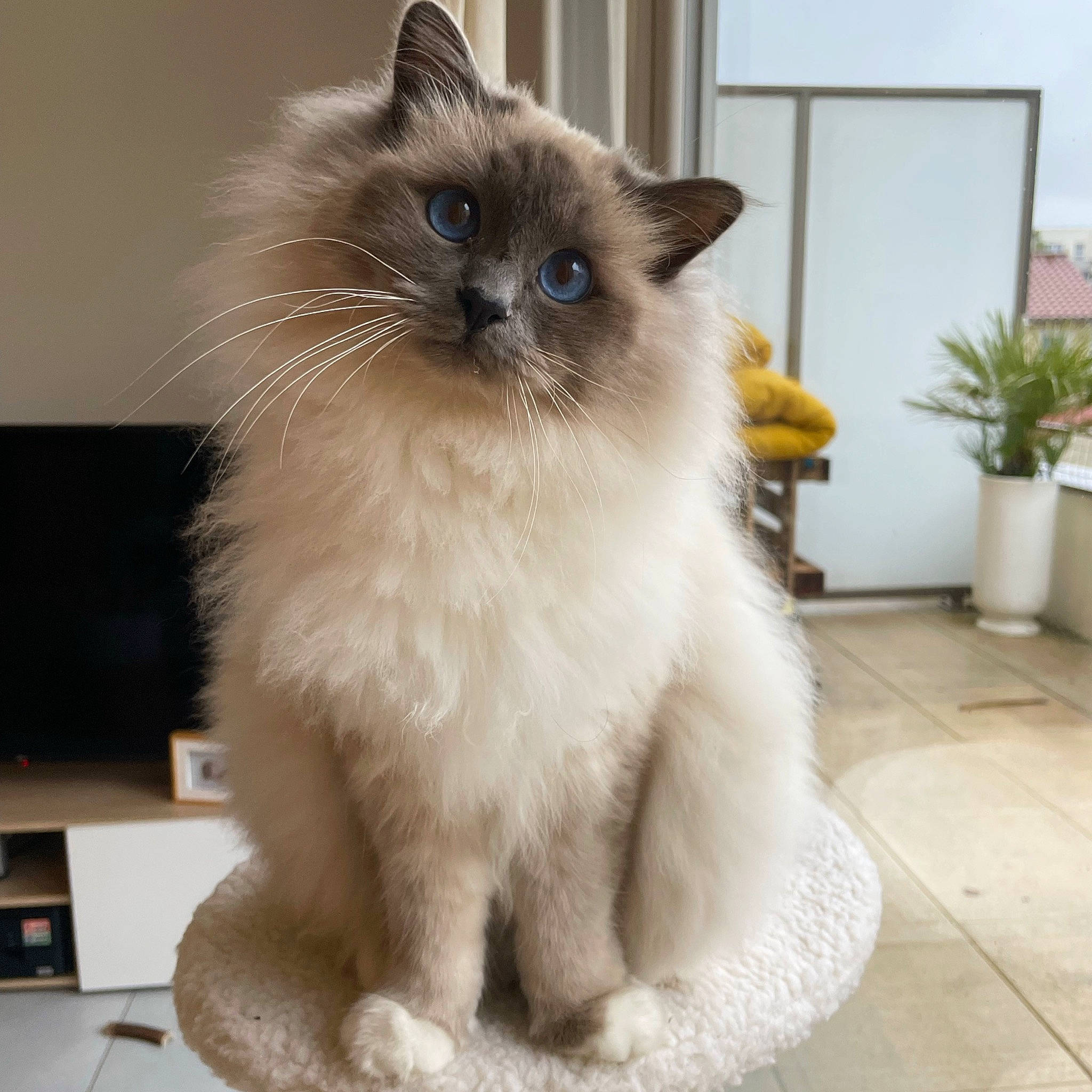 Spiky participe au concours pour gagner de l'argent avec cette photo : balinese, birman, carnivore, cat, fawn, felidae, flooring, flowerpot, fur, houseplant, iris, plant, ragdoll, siamese, small_to_medium_sized_cats, snout, tail, terrestrial_animal, thai, whiskers