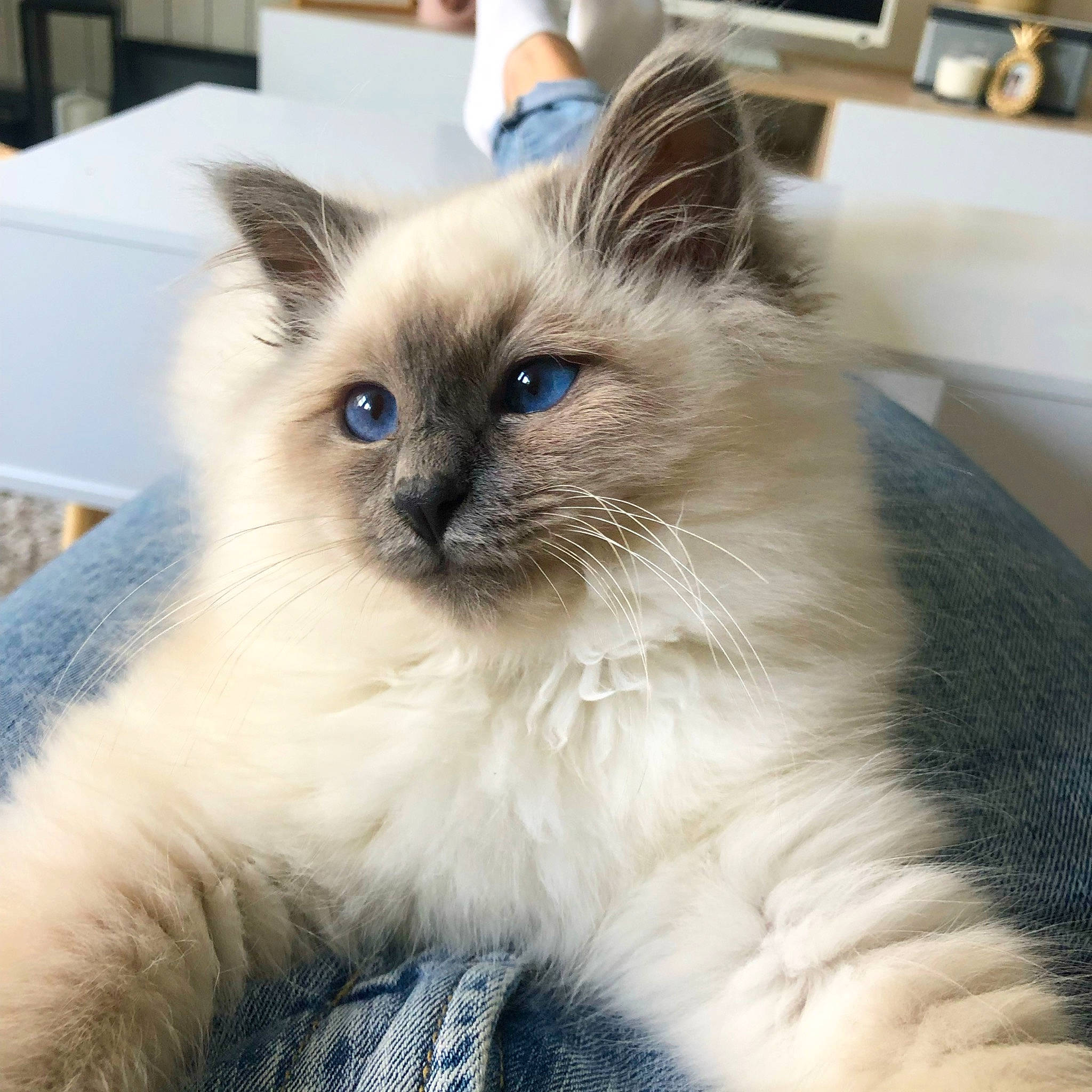 Spiky a rejoint le concours — aidez-le/la à gagner de superbes lots ! balinese, birman, carnivore, cat, computer_keyboard, fawn, felidae, fur, iris, ragdoll, siamese, small_to_medium_sized_cats, snout, terrestrial_animal, thai, tonkinese, whiskers