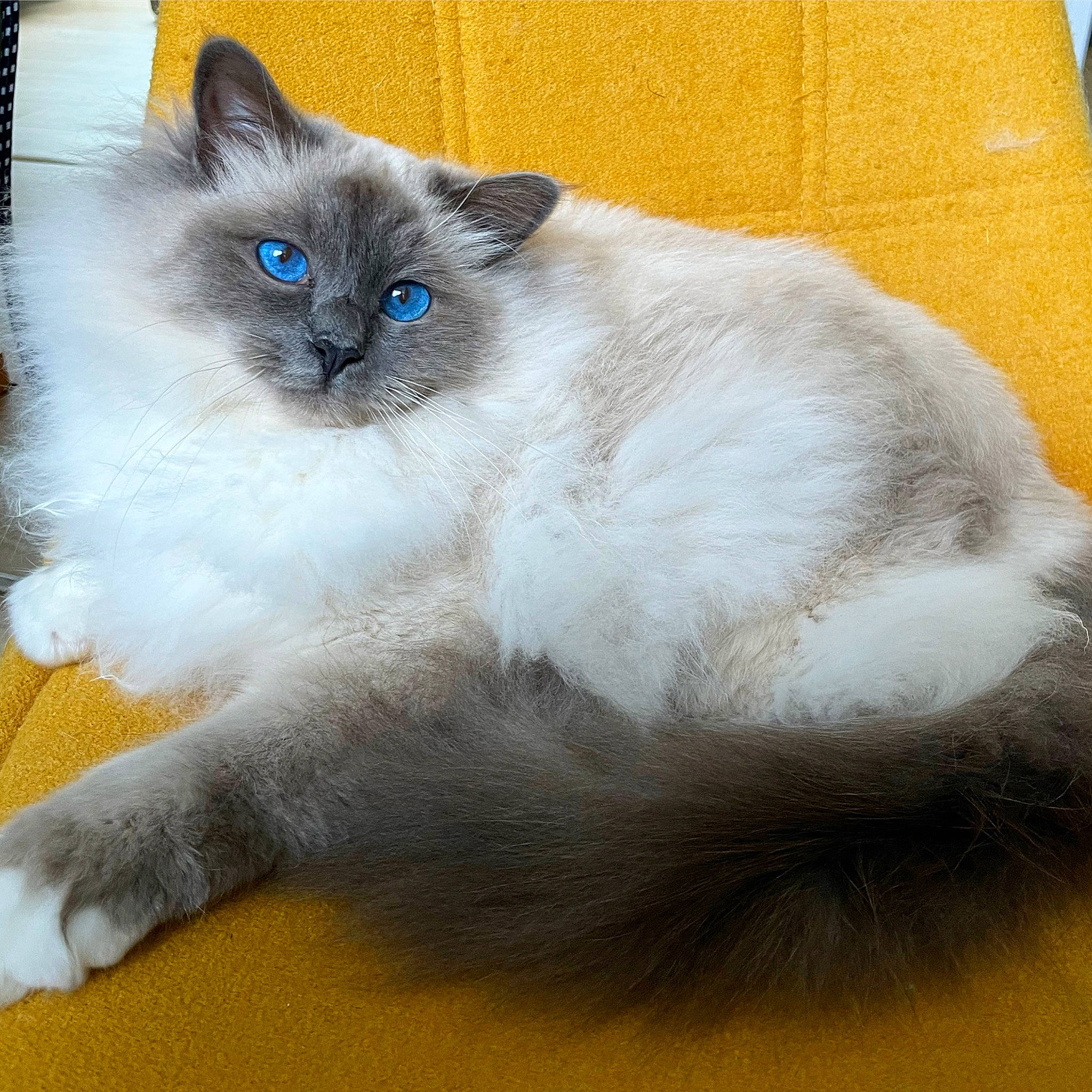Spiky a rejoint le concours — aidez-le/la à gagner de superbes lots ! balinese, birman, carnivore, cat, claw, electric_blue, fawn, felidae, fur, iris, paw, ragdoll, siamese, small_to_medium_sized_cats, snout, tail, terrestrial_animal, thai, whiskers