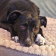 Maïka participe au concours pour gagner de l'argent avec cette photo : dog, black_dog, white_paws, lying_down, blanket, cozy, pet, indoor, closeup, portrait, expressive_eyes, soft_focus, fur, snout, ears, nails, resting, cute, animal, companion