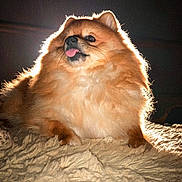 Misu Yang is registered to the contest to win money with this photo: dog, pomeranian, pet, fluffy, tongue_out, backlit, glowing, fur, animal, cute, portrait, indoor, blanket, texture, small_dog, playful, sitting, expression, dark_background, furry