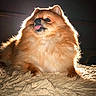 dog, pomeranian, pet, fluffy, tongue_out, backlit, glowing, fur, animal, cute, portrait, indoor, blanket, texture, small_dog, playful, sitting, expression, dark_background, furry