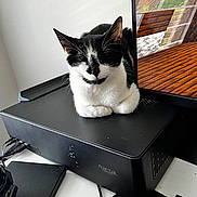 Milo joined the competition — help win amazing prizes! cat, black_and_white_cat, computer_case, monitor, minecraft, gaming, electronics, desk, cozy, pet, indoor, technology, relaxed, cute, feline, computer_peripheral, black_surface, resting, home_office, screen