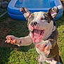 puppy, dog, grass, blue_pool, inflatable_pool, outdoor, sunlight, playful, jumping, happy, pet, animal, young_dog, excited, ears_up, open_mouth, daylight, yard, summer, fun