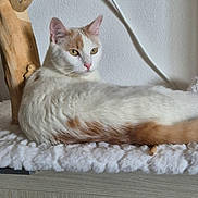 Bounty participe au concours pour gagner de l'argent avec cette photo : cat, white_cat, orange_cat, pet, feline, indoor, resting, fluffy, fur, animal, wood, wall, cable, relaxed, looking_away, home, furniture, texture, closeup, mammal