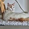 cat, white_cat, orange_cat, pet, feline, indoor, resting, fluffy, fur, animal, wood, wall, cable, relaxed, looking_away, home, furniture, texture, closeup, mammal