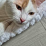 Bounty a rejoint le concours — aidez-le/la à gagner de superbes lots ! cat, close_up, white_cat, orange_cat, pet, whiskers, floor, wooden_floor, relaxed, lying_down, fur, animal, cute, domestic_cat, portrait, side_view, indoor, soft_light, texture, calm