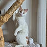 Bounty participe au concours pour gagner de l'argent avec cette photo : cat, indoor, wood, twine, cat_tree, white_cat, orange_spots, feline, pet, curious, plush_surface, scratching_post, standing, alert, cozy, animal, fur, climbing, playful, domestic