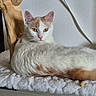 cat, white_cat, ginger_cat, pet, feline, animal, indoor, resting, soft_blanket, wooden_surface, wooden_post, wall, fur, eyes, cute, calm, cozy, domestic_animal, laying, portrait