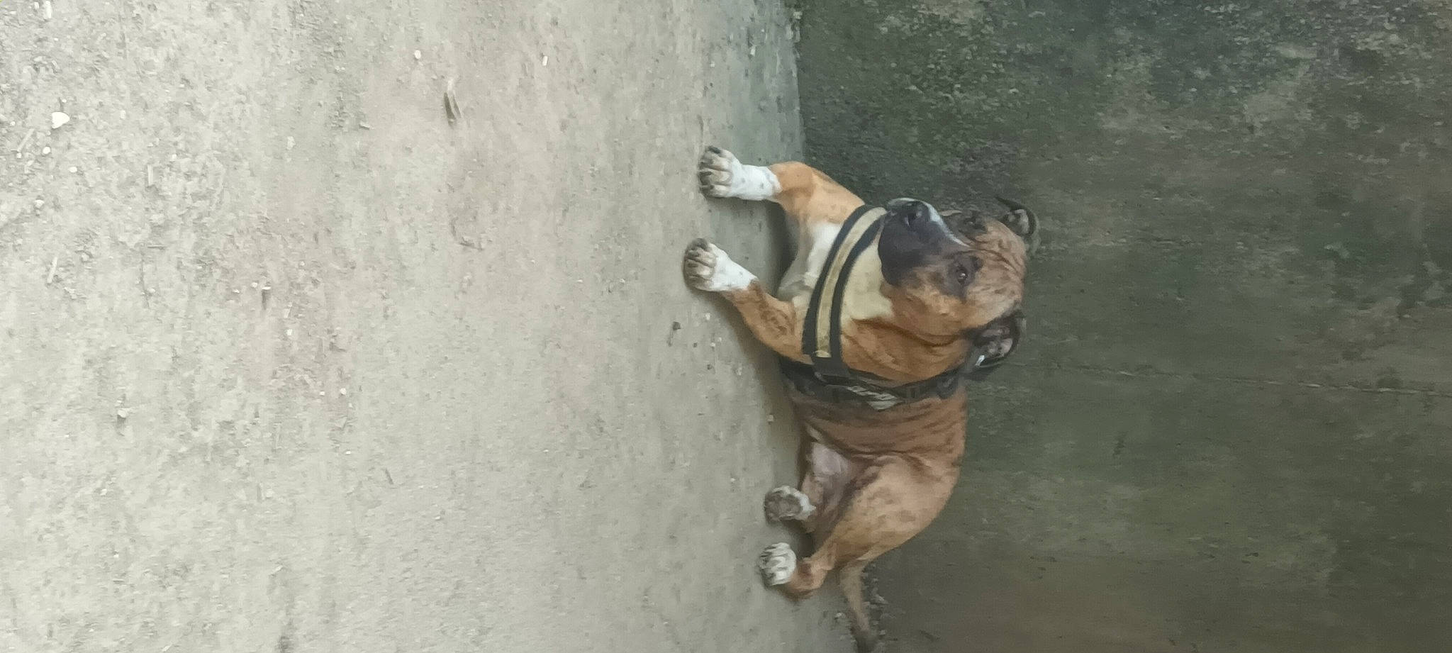 Falco participe au concours pour gagner de l'argent avec cette photo : ancient_dog_breeds, canidae, carnivore, collar, companion_dog, concrete, dog, dog_breed, dog_collar, dog_supply, fawn, non_sporting_group, pet_supply, snout, sporting_group, terrestrial_animal, wood, working_animal, working_dog, wrinkle