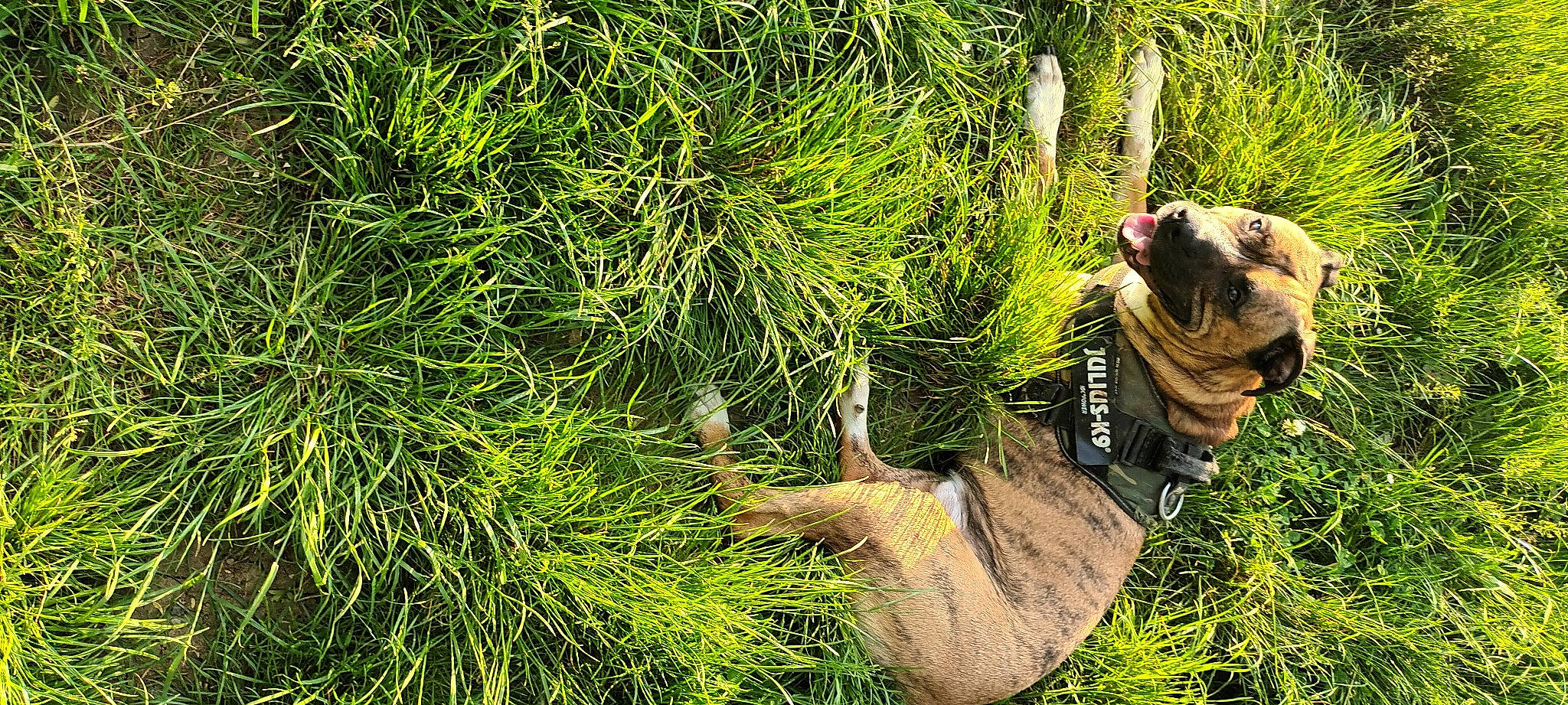 Falco participe au concours pour gagner de l'argent avec cette photo : botany, carnivore, dinosaur, fawn, felidae, grass, grass_family, groundcover, indian_rhinoceros, plant, rhinoceros, snout, tail, terrestrial_animal, terrestrial_plant, tiger, trunk, vegetation, whiskers, working_animal