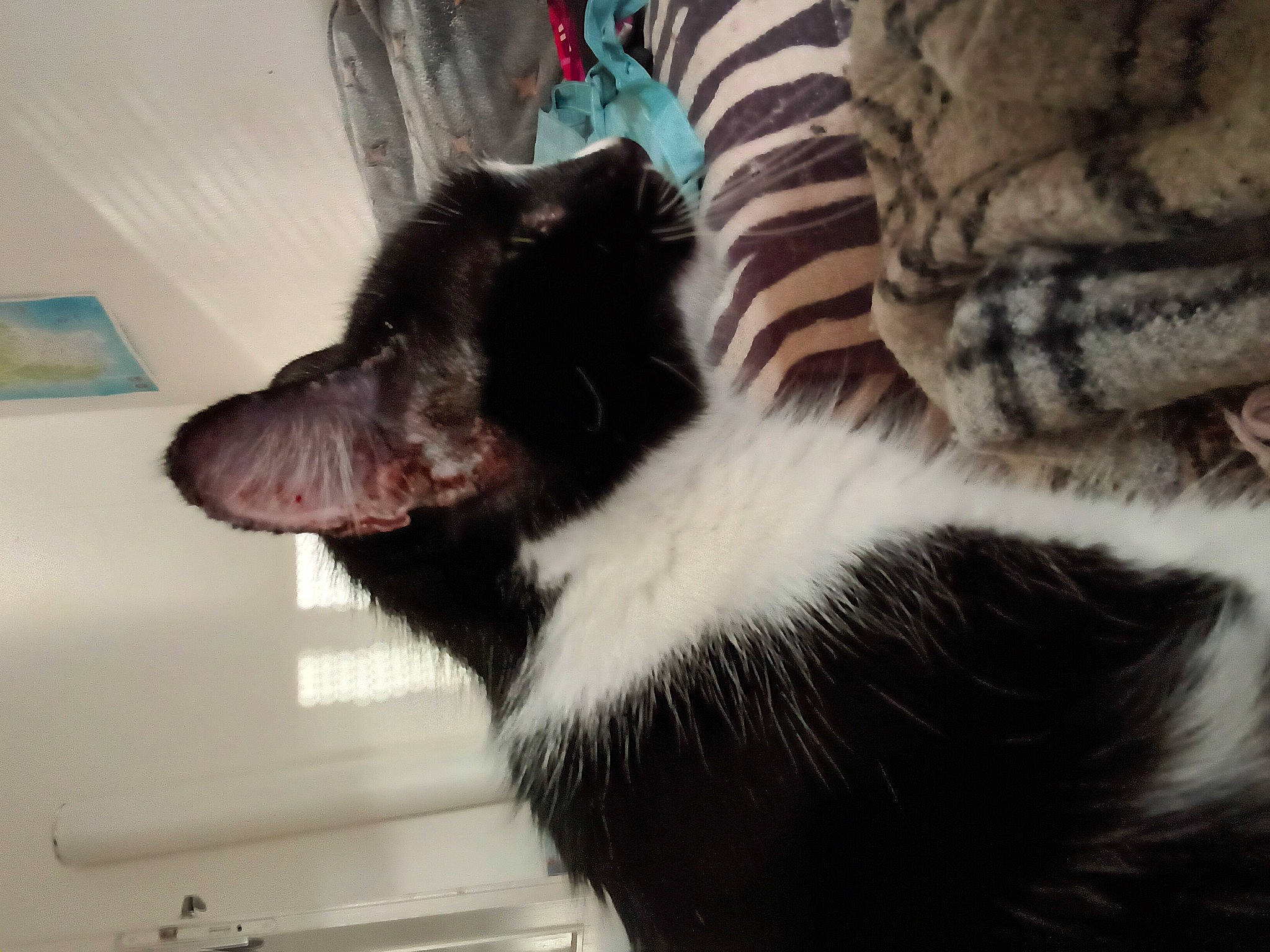 Ma Chérie participe au concours pour gagner de l'argent avec cette photo : carnivore, cat, claw, comfort, companion_dog, dog_breed, domestic_short_haired_cat, felidae, foot, fur, jaw, paw, small_to_medium_sized_cats, snout, sporting_group, tail, terrestrial_animal, whiskers, window, yawn