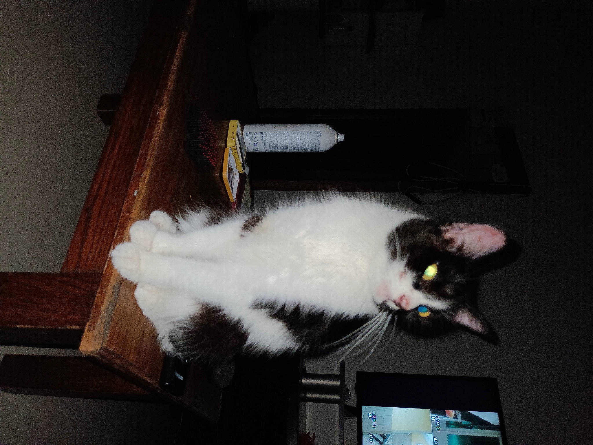 Ma Chérie a rejoint le concours — aidez-le/la à gagner de superbes lots ! carnivore, cat, domestic_short_haired_cat, felidae, flooring, fur, hardwood, paw, room, small_to_medium_sized_cats, tail, whiskers, wood