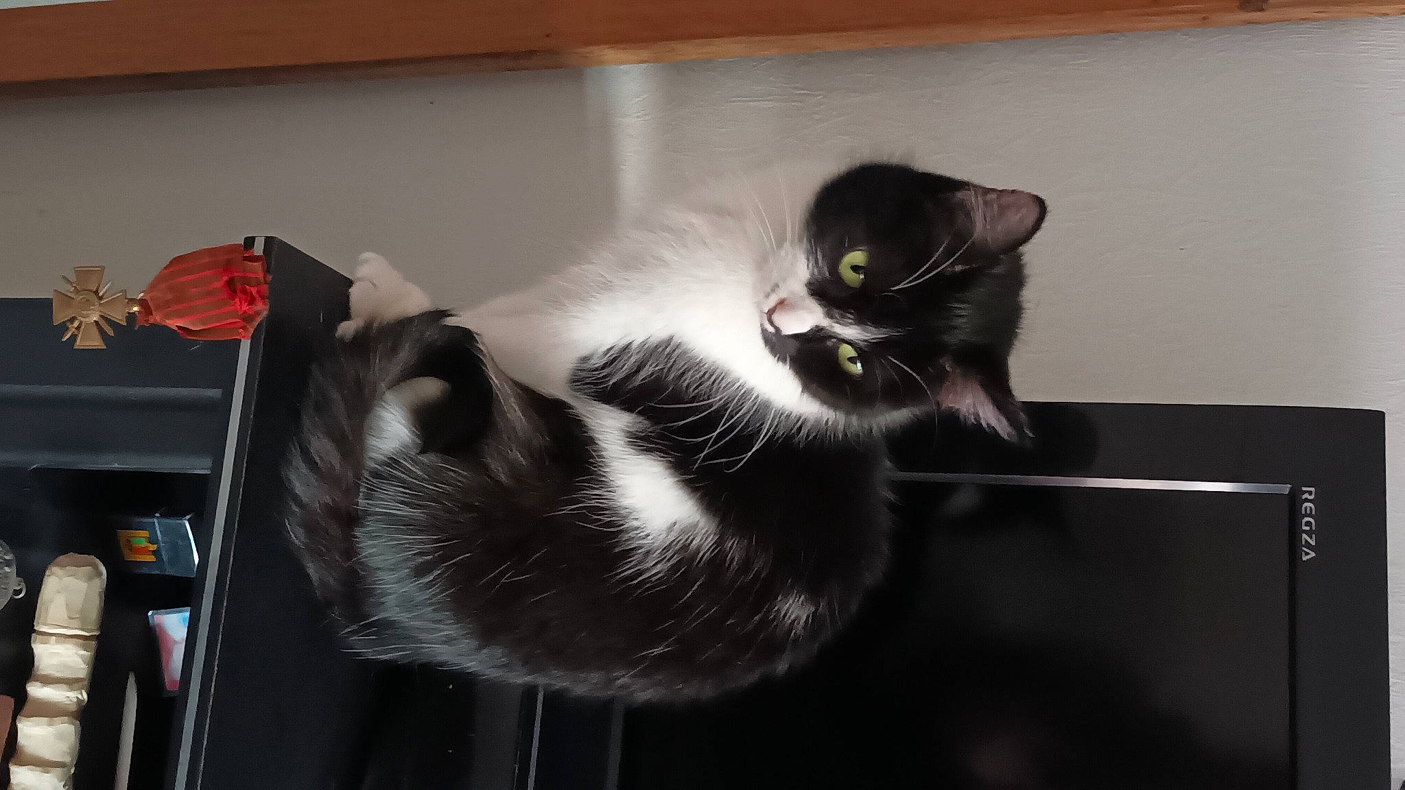 Ma Chérie a rejoint le concours — aidez-le/la à gagner de superbes lots ! black_cat, carnivore, cat, comfort, domestic_short_haired_cat, felidae, fur, grey, monochrome, monochrome_photography, paw, room, shadow, small_to_medium_sized_cats, snout, tail, whiskers, wood