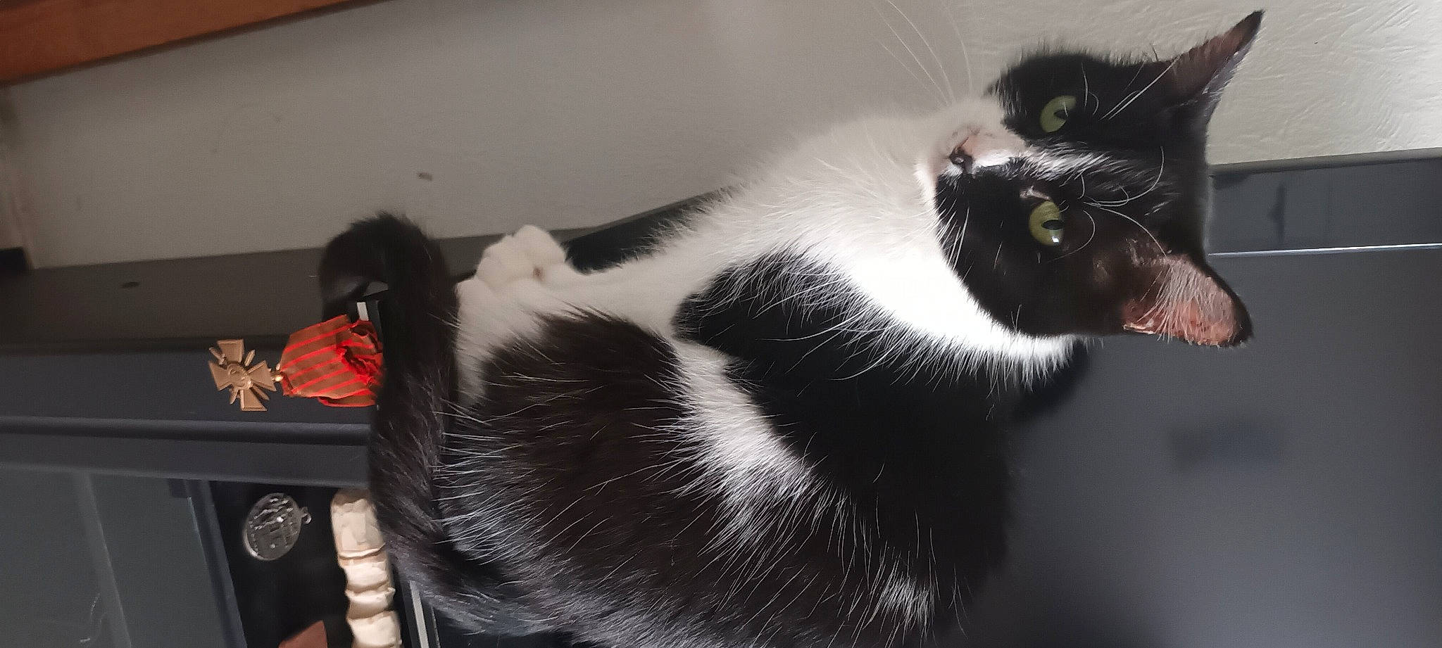 Ma Chérie participe au concours pour gagner de l'argent avec cette photo : carnivore, cat, claw, comfort, domestic_short_haired_cat, ear, felidae, fur, head, monochrome, monochrome_photography, paw, small_to_medium_sized_cats, snout, tail, terrestrial_animal, whiskers