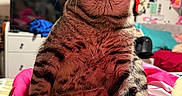 Astro is registered to the contest to win money with this photo: animal, bedroom, cat, closeup, cozy, curious, cushion, decorations, domestic_cat, furniture, indoor, looking_up, pet, pink_blanket, relaxed, shelf, sitting, striped_fur, tabby_cat, whiskers