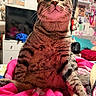Astro is registered to the contest to win money with this photo: cat, tabby_cat, pet, indoor, pink_blanket, furniture, cushion, sitting, curious, whiskers, striped_fur, bedroom, shelf, decorations, cozy, closeup, animal, domestic_cat, relaxed, looking_up