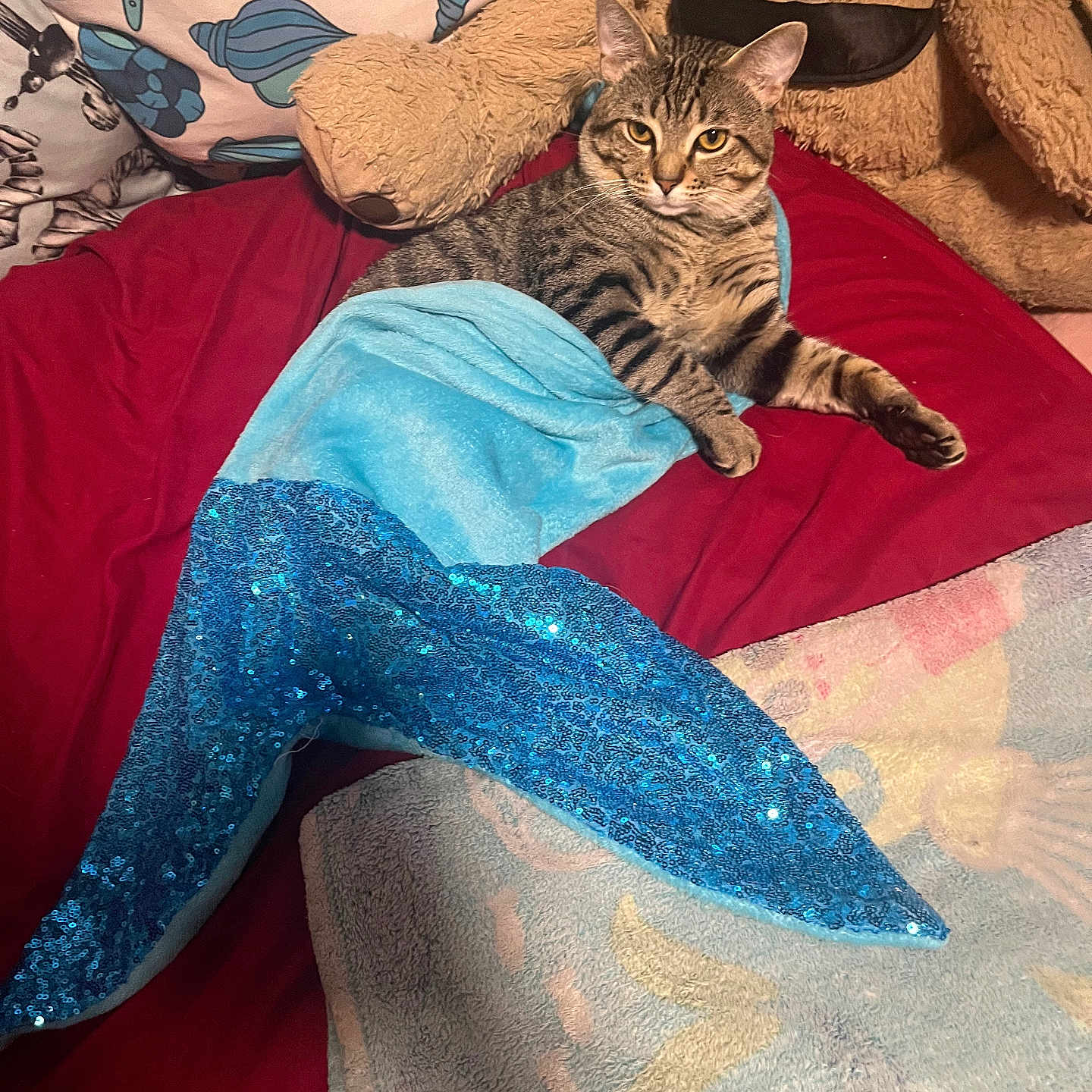 Astro is registered to the contest to win money with this photo: cat, tabby_cat, mermaid_tail_blanket, bed, red_bedspread, pillow, teddy_bear, plush_toy, indoor, cozy, cute, pet, feline, animal, resting, comfort, soft_toy, blue, sequins, relaxed